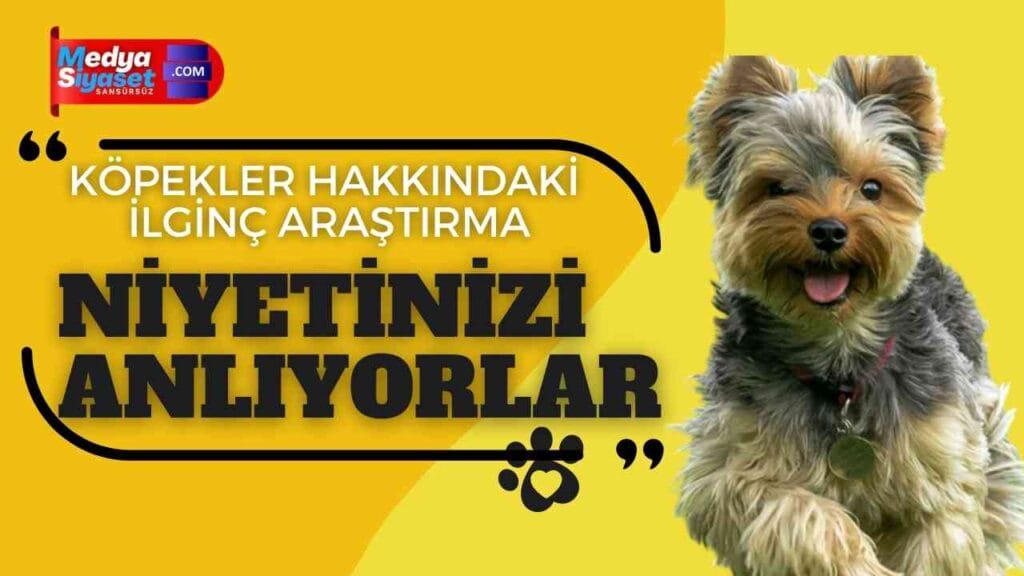Köpekler hakkındaki ilginç araştırma