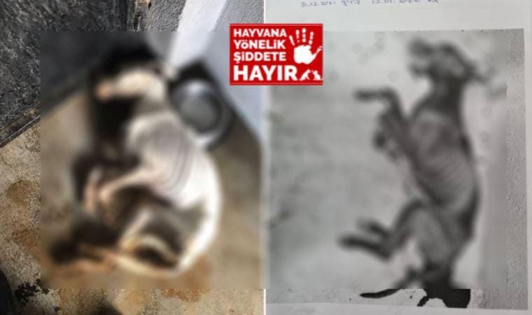 Odunpazarı hayvan barınağında vahşet görüntüleri!