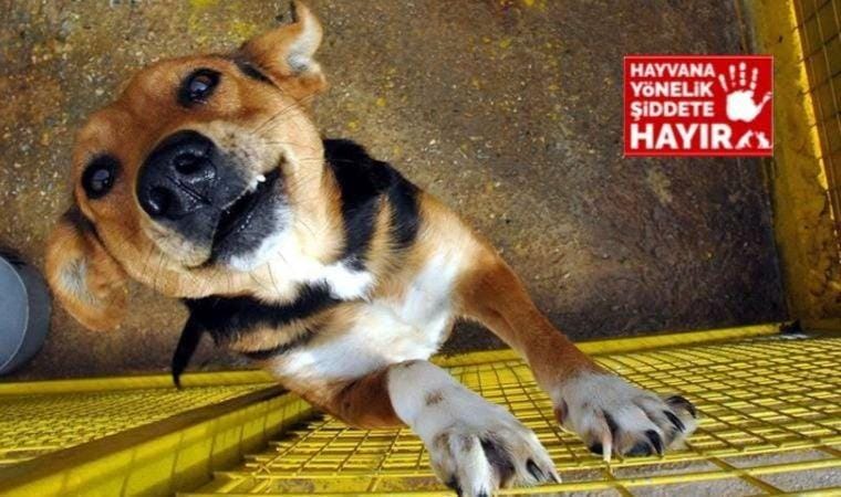 AKP’li Ümraniye Belediyesi’ne ait barınakta, hayvanların uyutulduğu iddia edildi