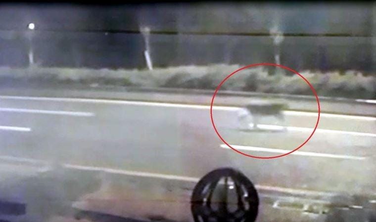 Ankara’da hayvanat bahçesinden kaçan aslan yola indi
