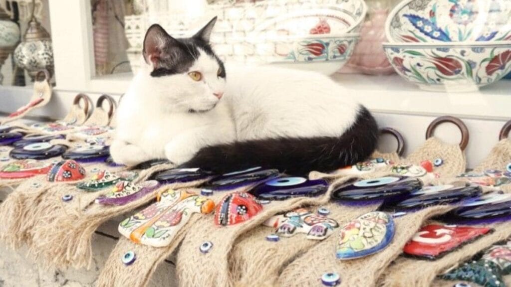 Kediler hakkında ilginç tespit: Seçtikleri mekanlar davranışlarını yansıtıyor