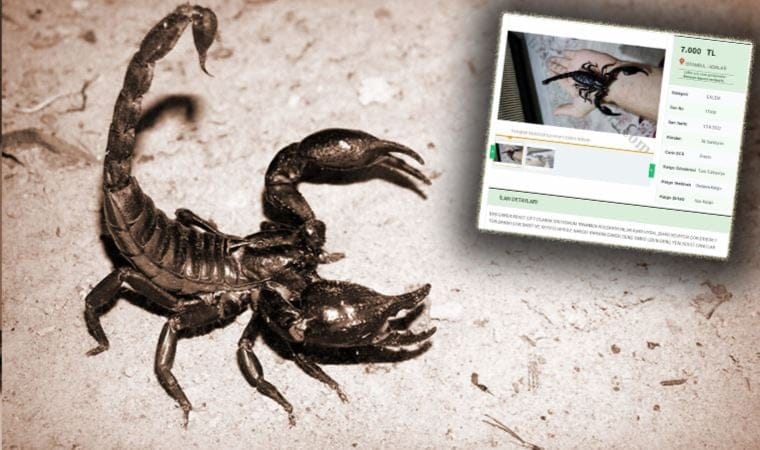 Zehrinin litresi 10 milyon dolar olan ‘kara akrep’ internette satışa çıkarıldı!