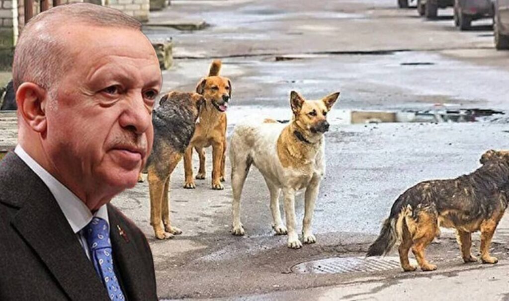AKP’den açıklama geldi: Sokak köpekleri ‘uyutulacak’ mı?