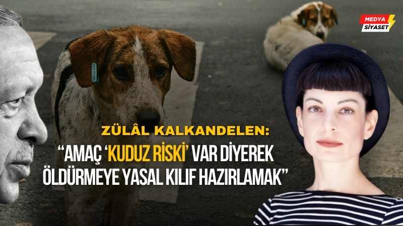 Erdoğan’a sunulan sokak köpekleriyle ilgili yasal düzenlemeye Zülâl Kalkandelen’den tepki